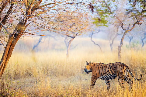 A Royal Bengal tiger patrols his territory in Ranthambore National Park