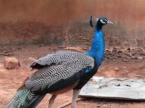 Morachi Chincholi is famous for peacocks