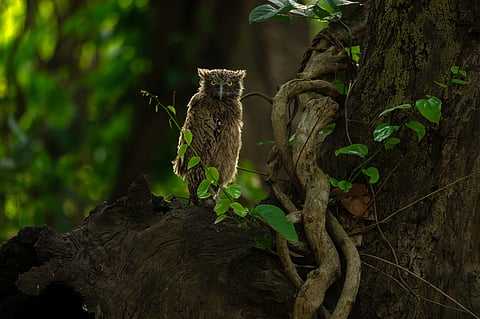 A brown fish owl nestles above its tree-hollow nest in Dudhwa National Park