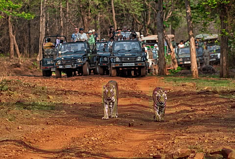 Safari jeeps track a tiger as winter sunlight filters through the forest
