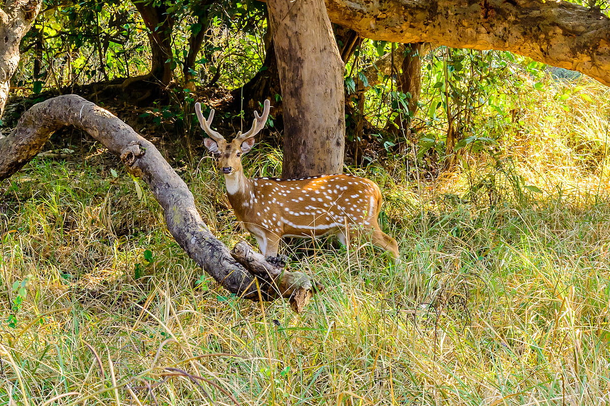 A deer basks in the mellow winter sun at Rajaji National Park