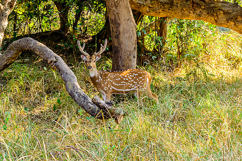 A deer basks in the mellow winter sun at Rajaji National Park