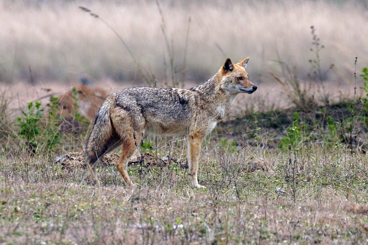 A jackal pauses alertly amid the sal forests of Kanha National Park