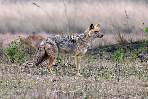 A jackal pauses alertly amid the sal forests of Kanha National Park