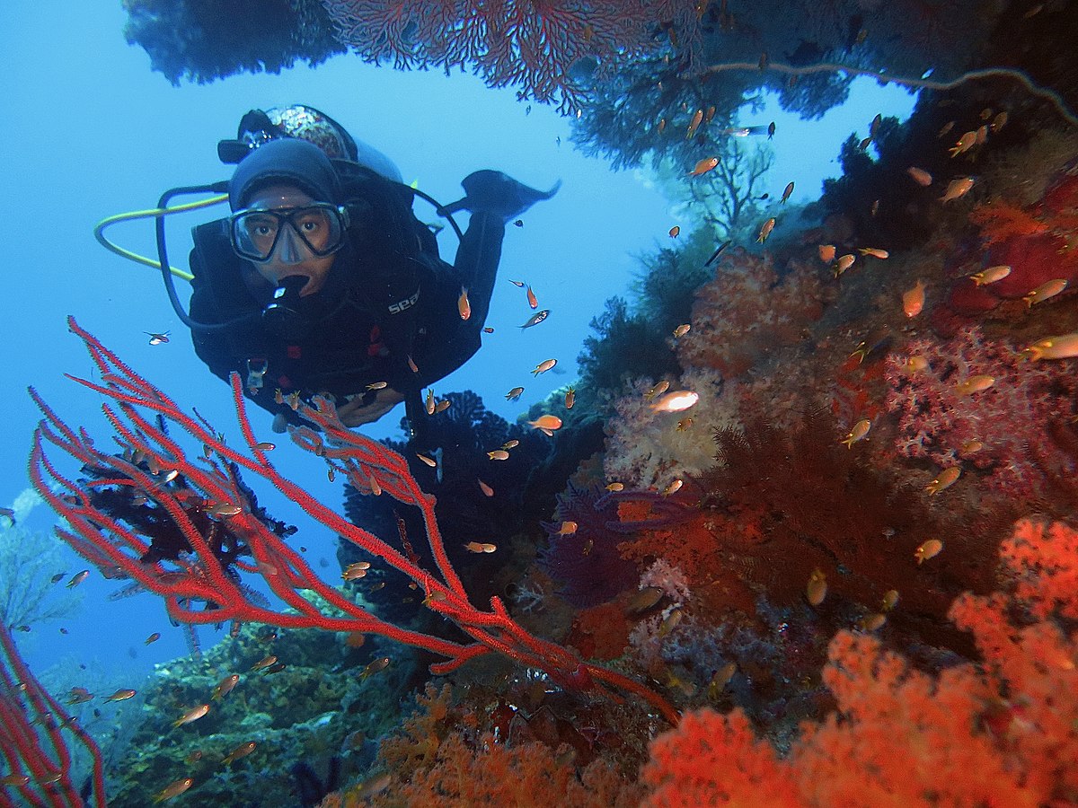 Raja Ampat’s diving reputation stems from its extraordinary biodiversity and underwater topography