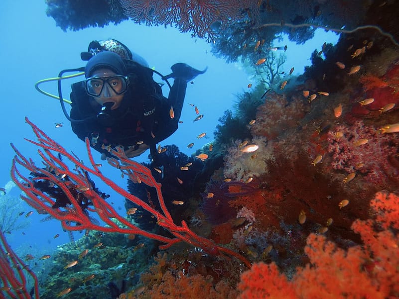 Raja Ampat’s diving reputation stems from its extraordinary biodiversity and underwater topography