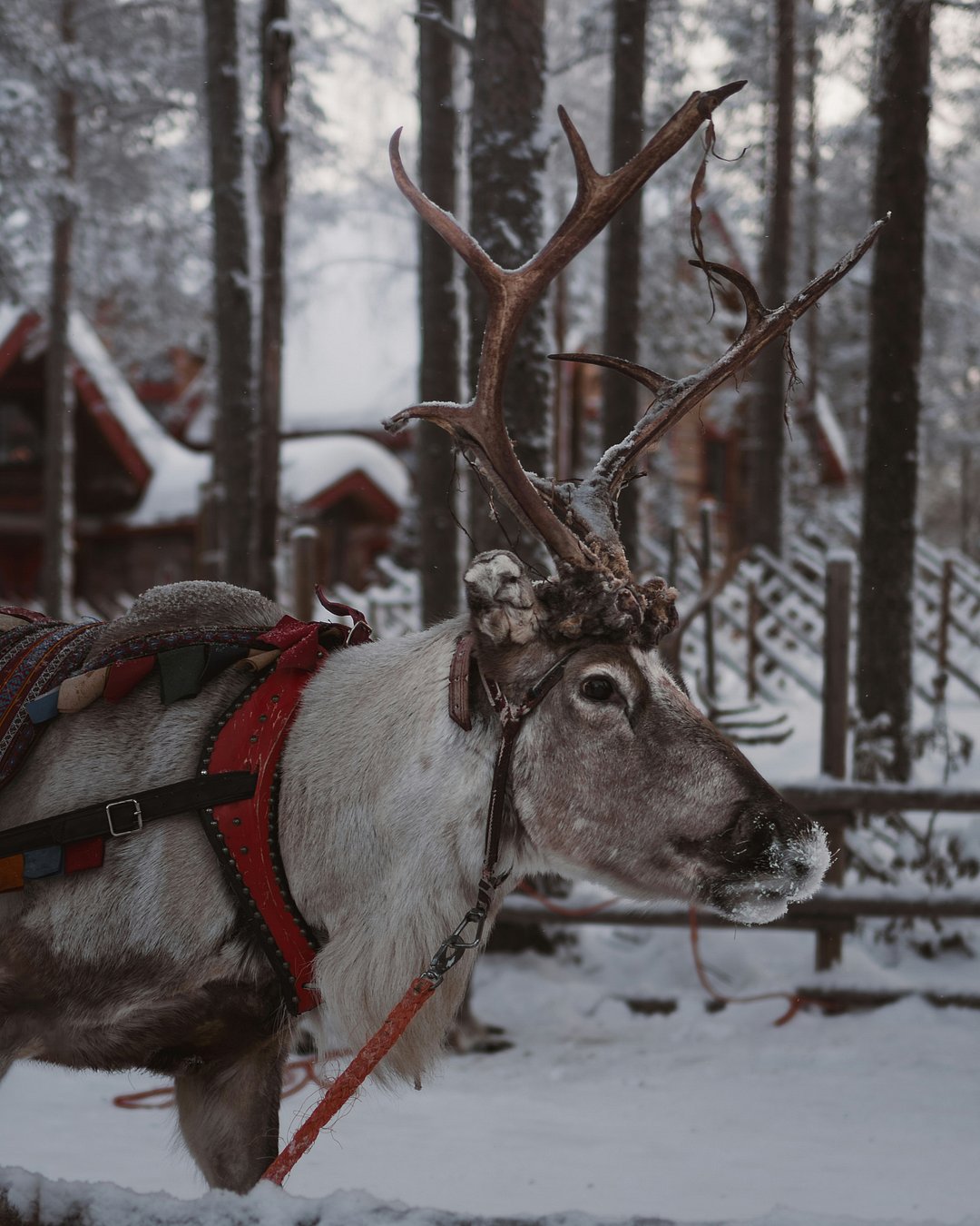 Reindeer in Lapland