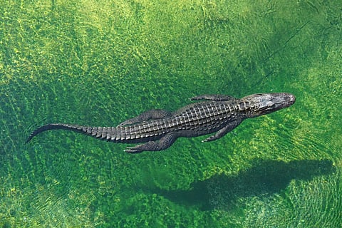 Everglades, Miami, Florida, USA