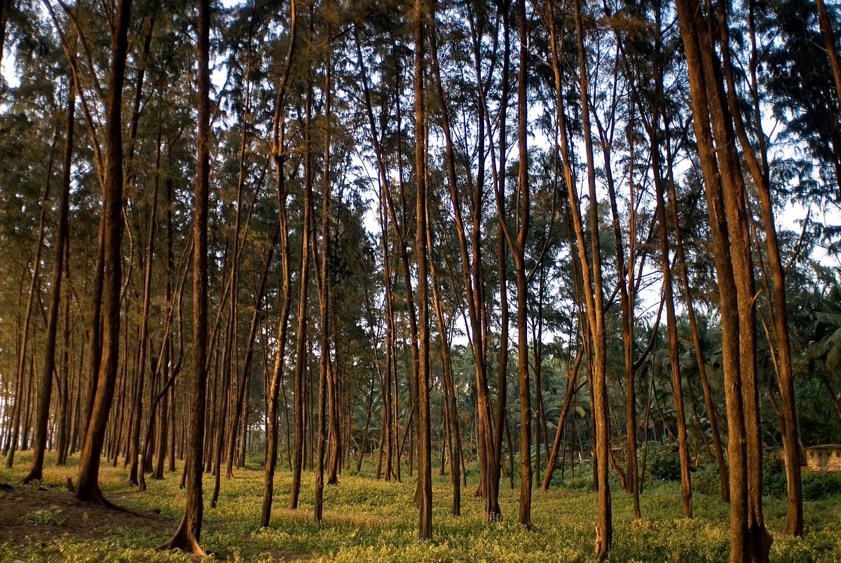 Cypress trees at the time of sunset near the village