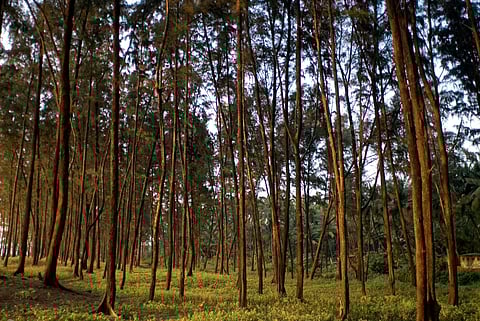 Cypress trees at the time of sunset near the village