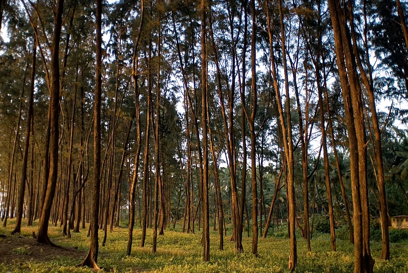 Cypress trees at the time of sunset near the village