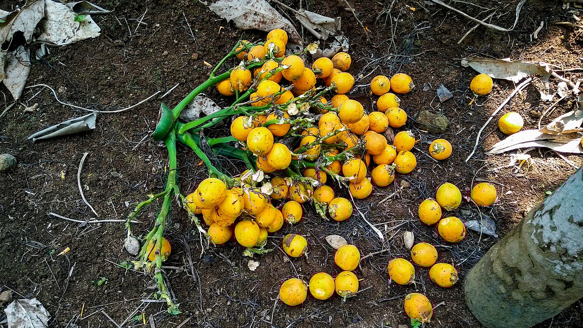 Bright yellow young areca catechu nuts fallen from palm trees in Diveagar 