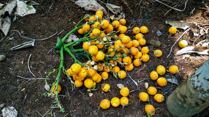 Bright yellow young areca catechu nuts fallen from palm trees in Diveagar