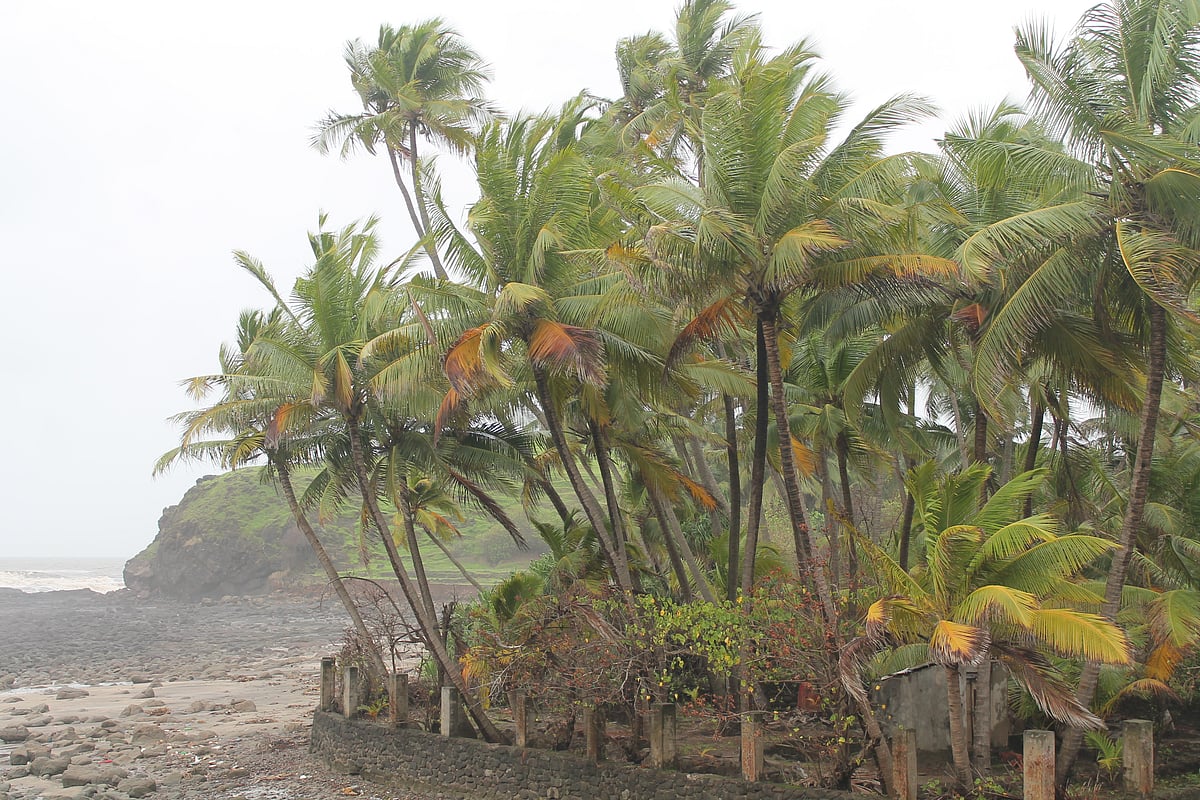 Coconut trees, Diveagar