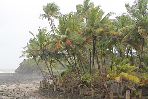 Coconut trees, Diveagar