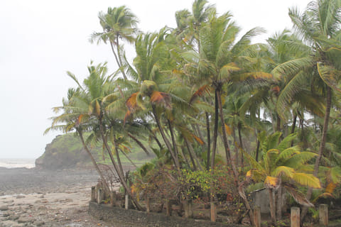 Coconut trees, Diveagar