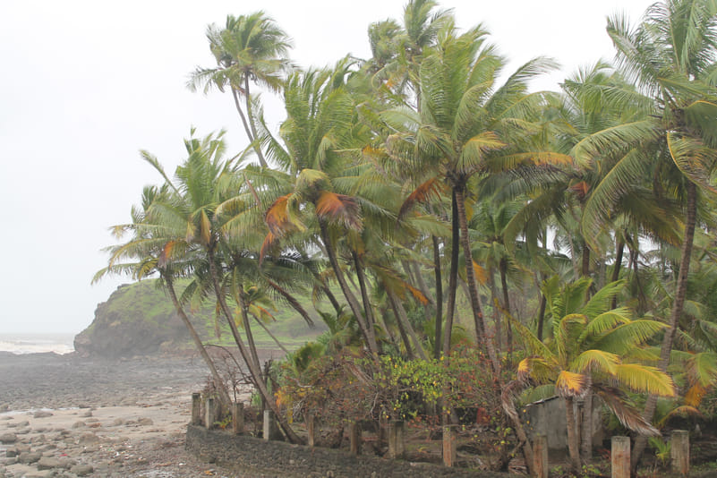 Coconut trees, Diveagar