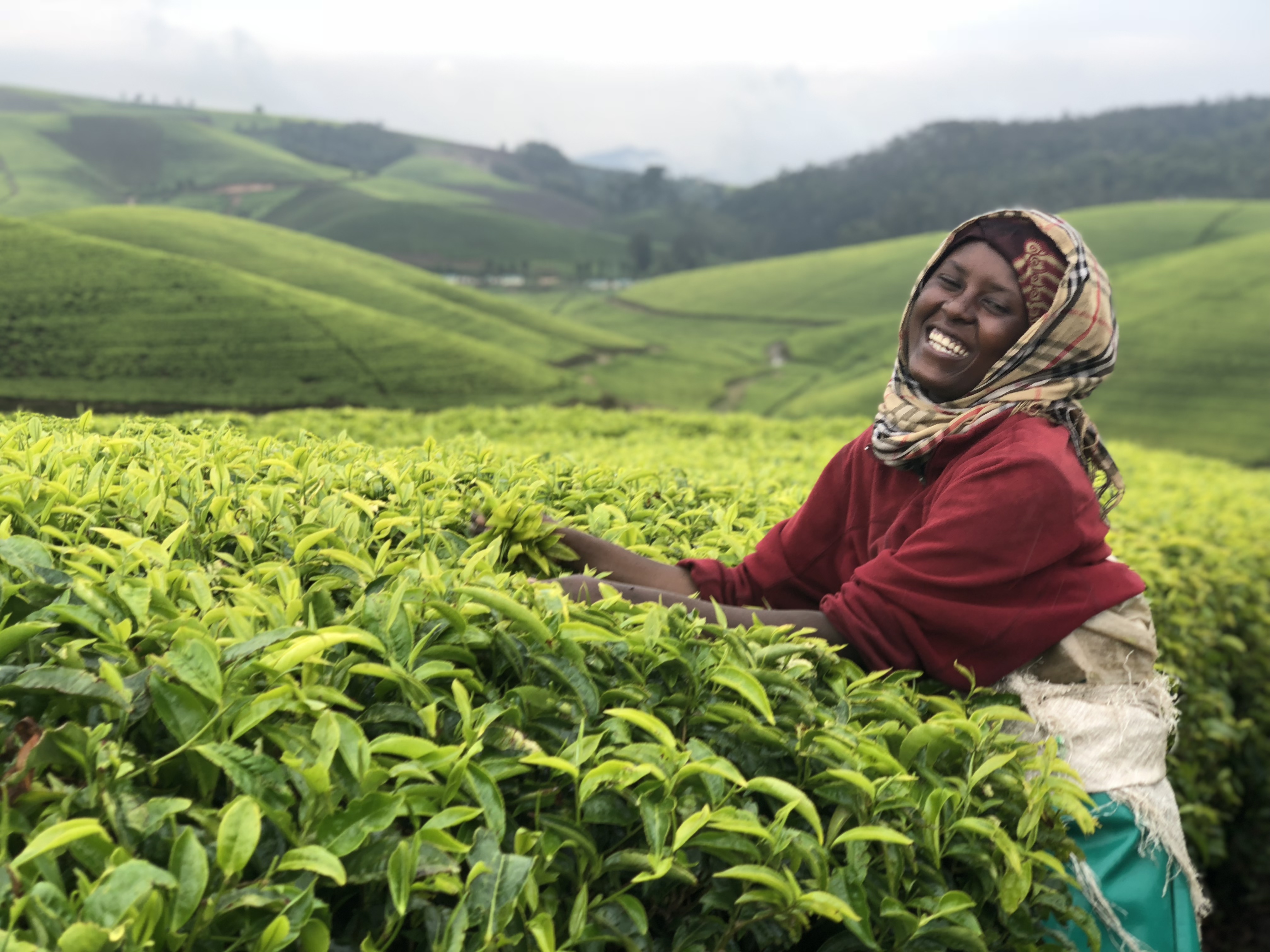 Rwanda’s Pfunda and Sorwathe estates benefit from high-altitude volcanic soil, yielding bright, brisk and golden teas.
