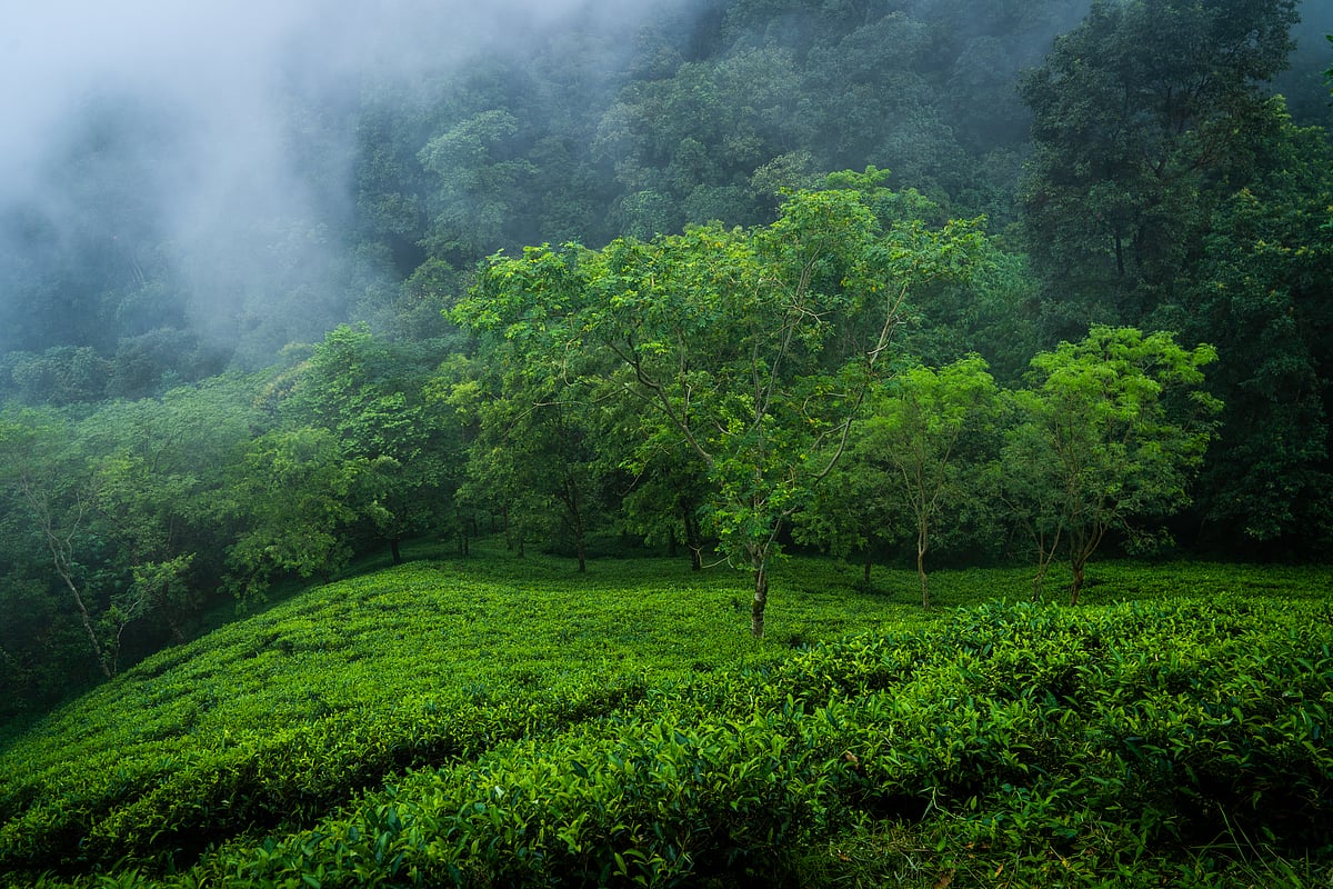 Subhadip Sarkar : Luxmi Estates has cultivated exceptional teas since 1912, across 23 gardens in India and Africa