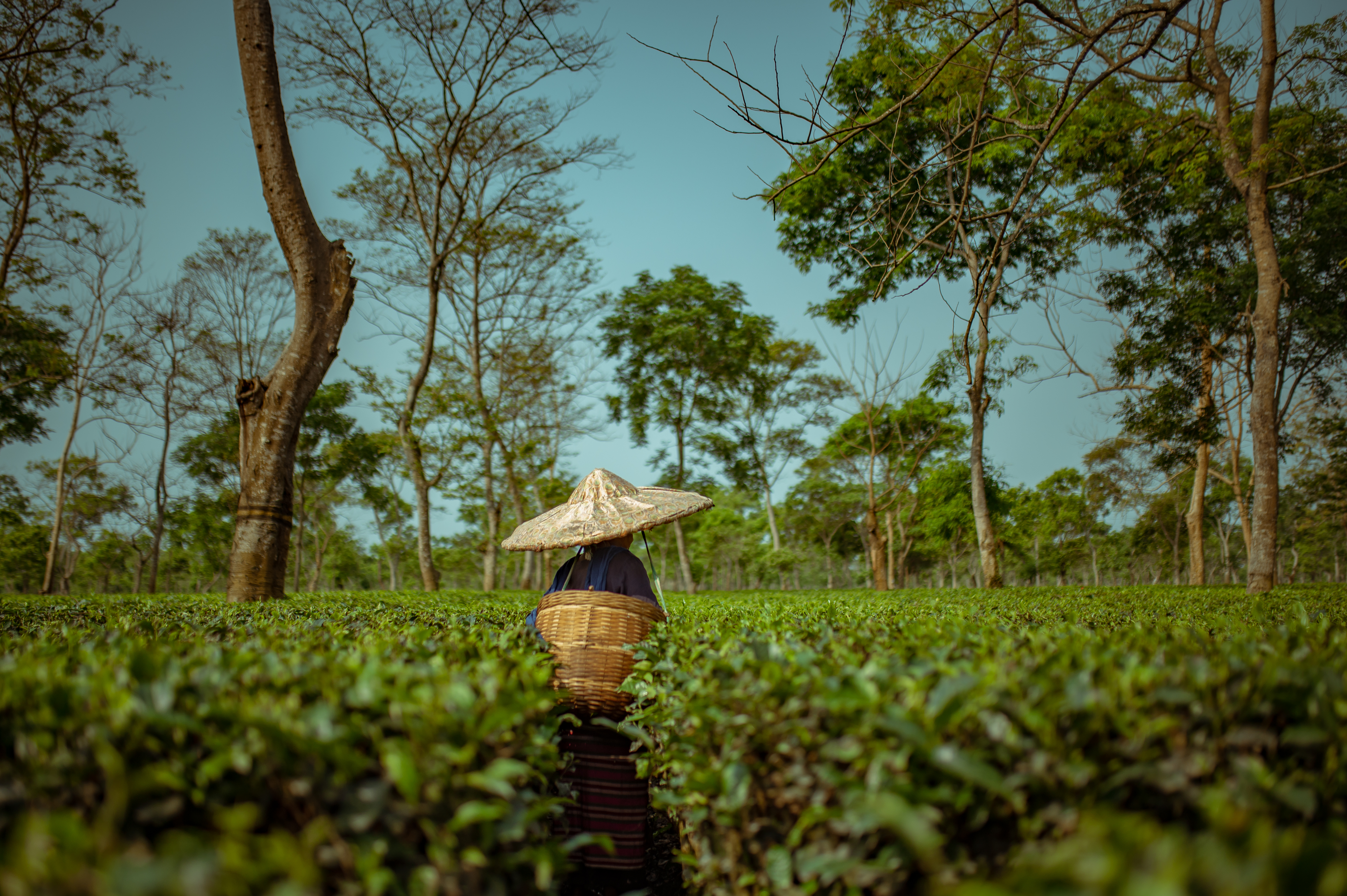 Assam’s Addabarie and Dirai estates draw on rich alluvial soil and thriving wildlife corridors to produce robust, full-bodied teas.