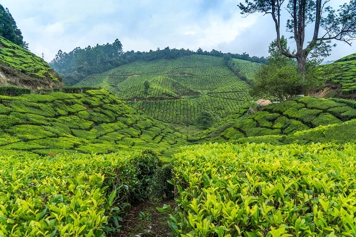 Tea gardens stretch across the hills of Munnar