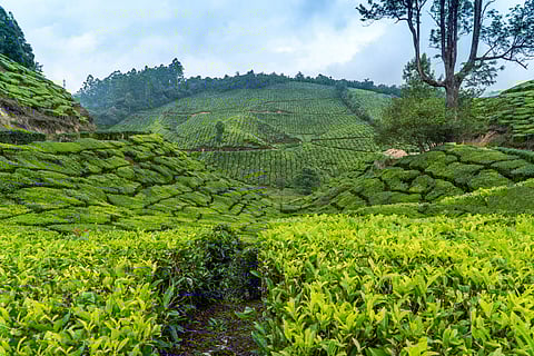 Tea gardens stretch across the hills of Munnar