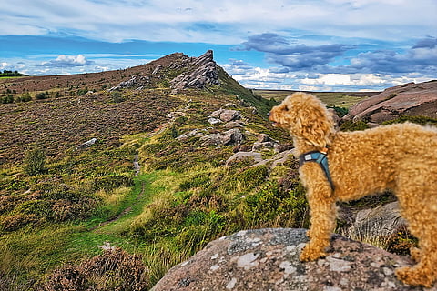 The author's poodle, Walle