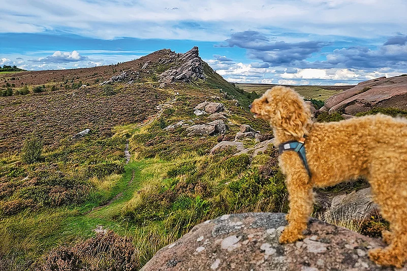 The authors poodle, Walle