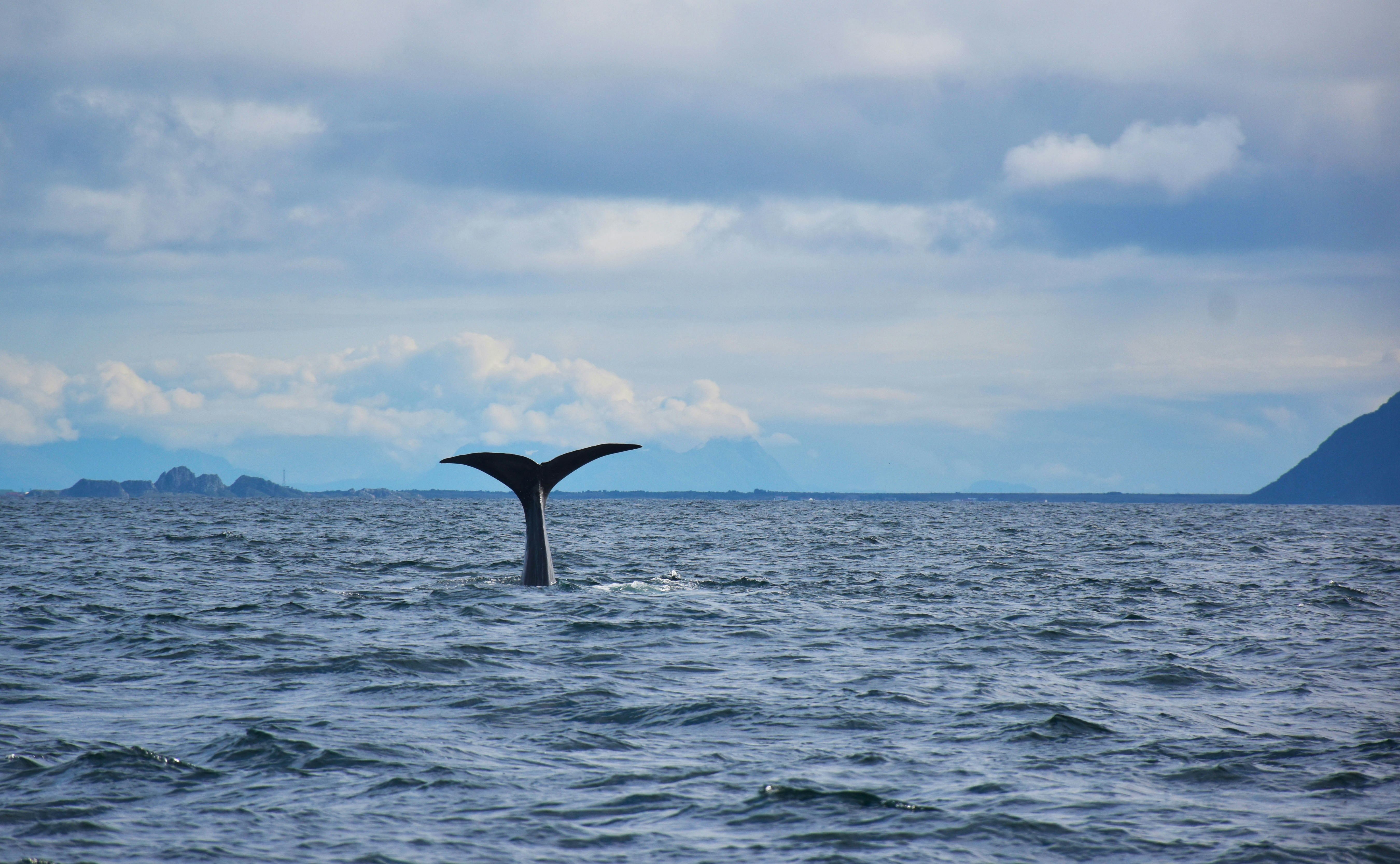 Winter whale watching in Norway is Arctic drama at its finest