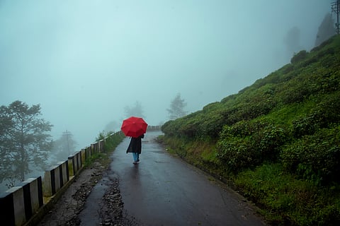A lone walk through misty tea gardens in monsoon-soaked Darjeeling