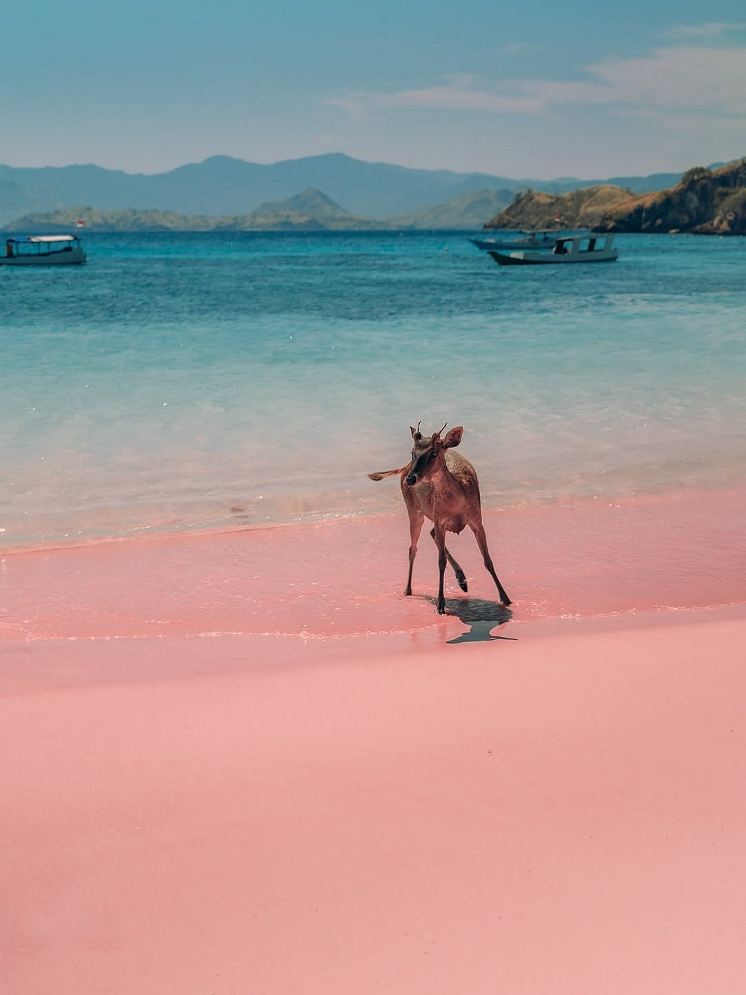 joelthorpe/instagram : At Pink Beach, Komodo National Park, Indonesia