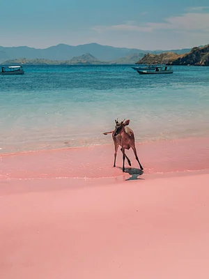 joelthorpe/instagram : At Pink Beach, Komodo National Park, Indonesia