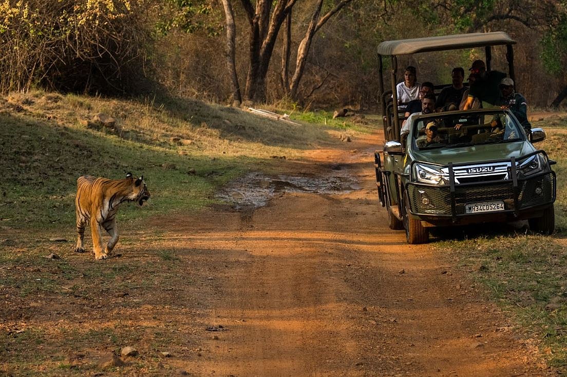 Winter turns India’s forests into a theatre of golden light, rare sightings and unforgettable safaris - Apoorva 