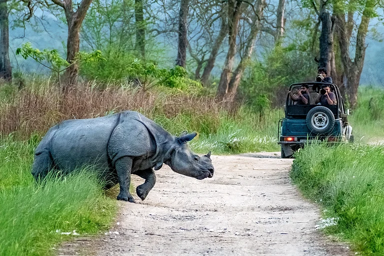 A one-horned rhino crosses a track at Kaziranga National Park - Shutterstock