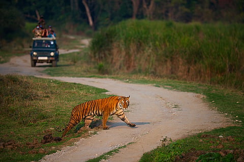 A Royal Bengal tiger near a forest road in Kaziranga