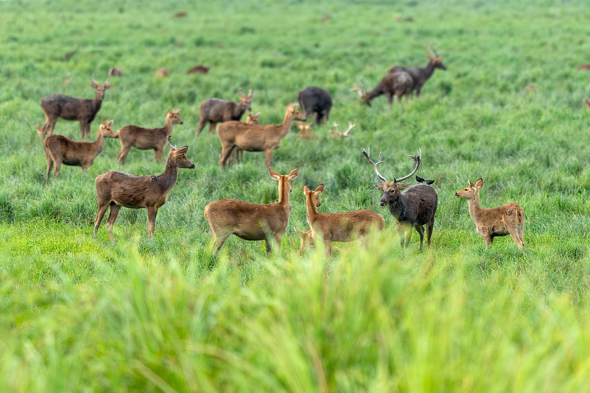 Eastern swamp deer grazing in Kaziranga National Park