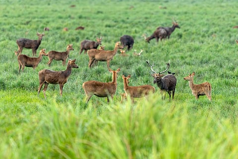 Eastern swamp deer grazing in Kaziranga National Park