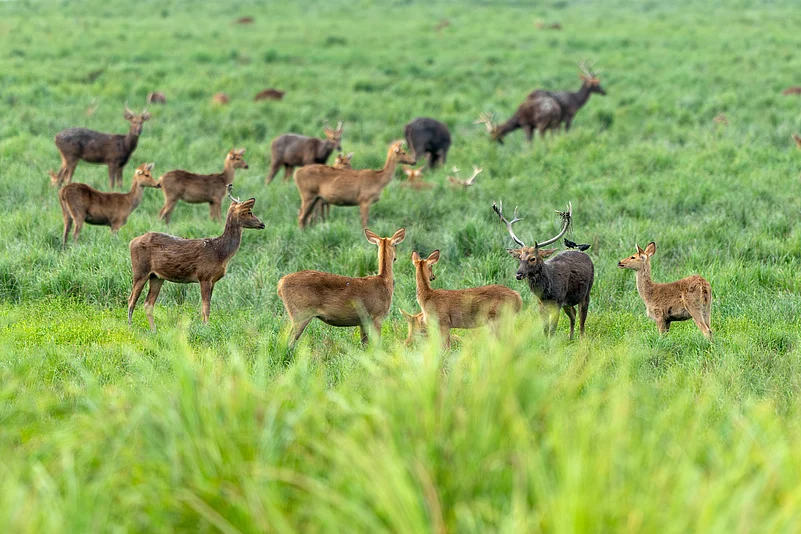 Eastern swamp deer grazing in Kaziranga National Park