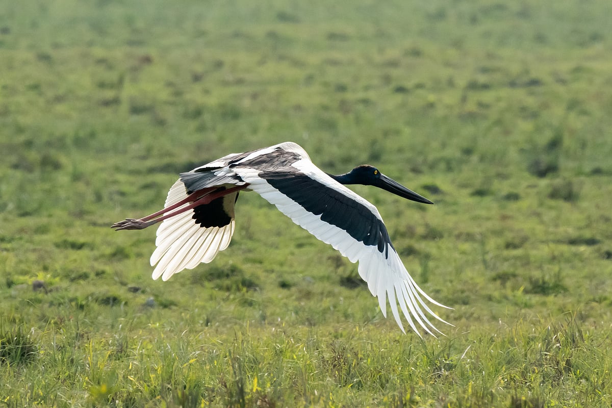 A black-necked stork at Kaziranga National Park