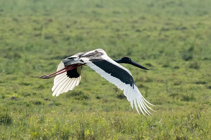 A black-necked stork at Kaziranga National Park