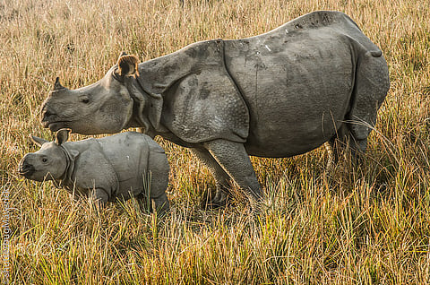 The expansive grasslands of Pobitora are home to rhinos