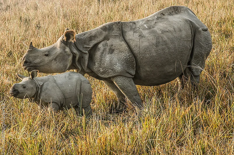 The expansive grasslands of Pobitora are home to rhinos