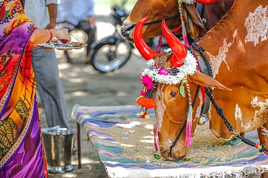Shutterstock : Pola festival in Maharashtra