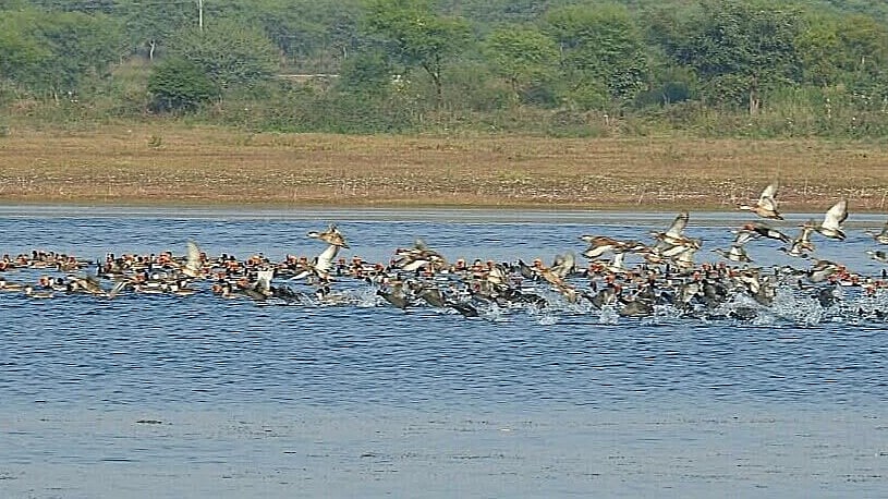Birds at Kopra Jalashay, Chhattisgarh