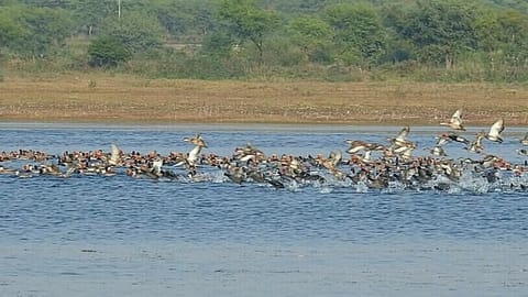 Birds at Kopra Jalashay, Chhattisgarh