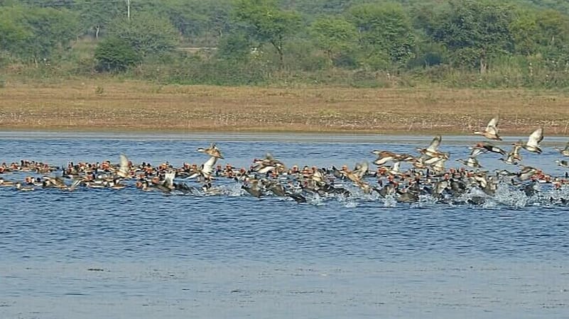 Birds at Kopra Jalashay, Chhattisgarh