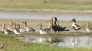 Two New Wetlands Earn Ramsar Tag, Taking India’s Count To 96