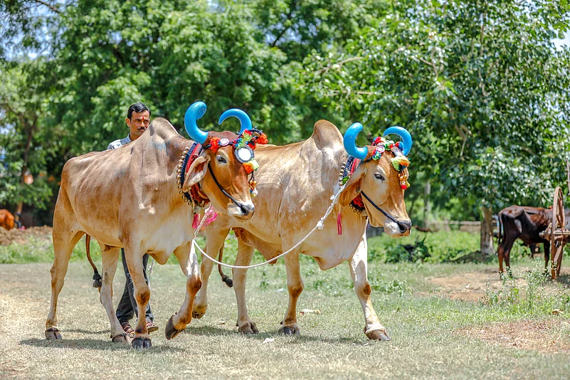 Pola festival in Maharashtra