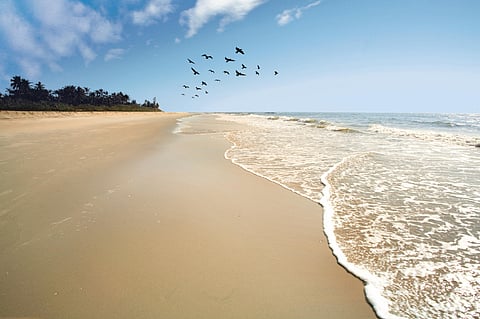 A quiet stretch of the Konkan coastline in winter