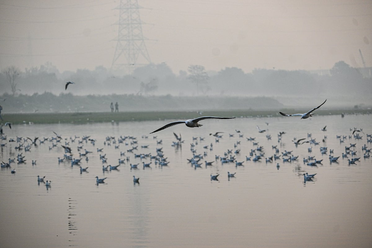 Seagulls gather along the Yamuna riverbank during winter in Delhi